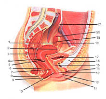 Utero