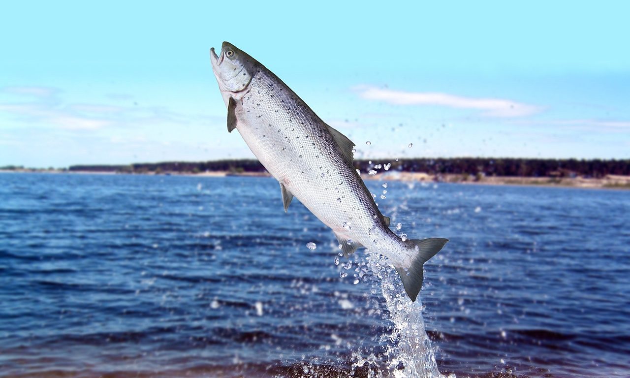 ¿Cómo se clasifican los pescados según su contenido graso?