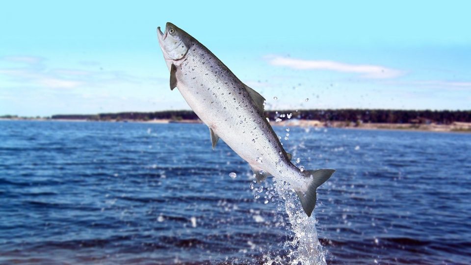 ¿Cómo se clasifican los pescados según su contenido graso?