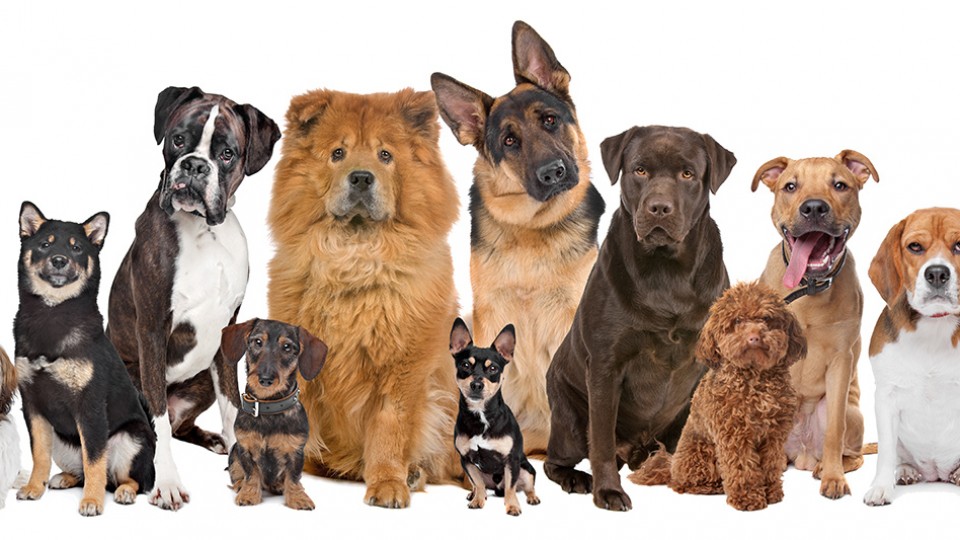 Consiguen la cura definitiva de la Diabetes tipo 1 en perros y la terapia pronto podría ser utilizada en humanos